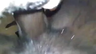 그린 피파 했다 활용 의 이 박쥐 햄스터 포르노 하기 자위